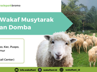 Program Wakaf Musytarak Peternakan Domba